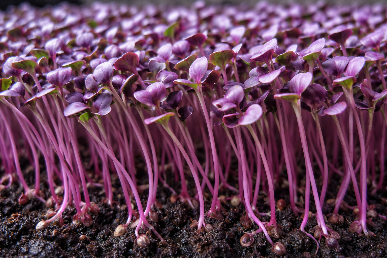 Microverdes de Repolho Roxo